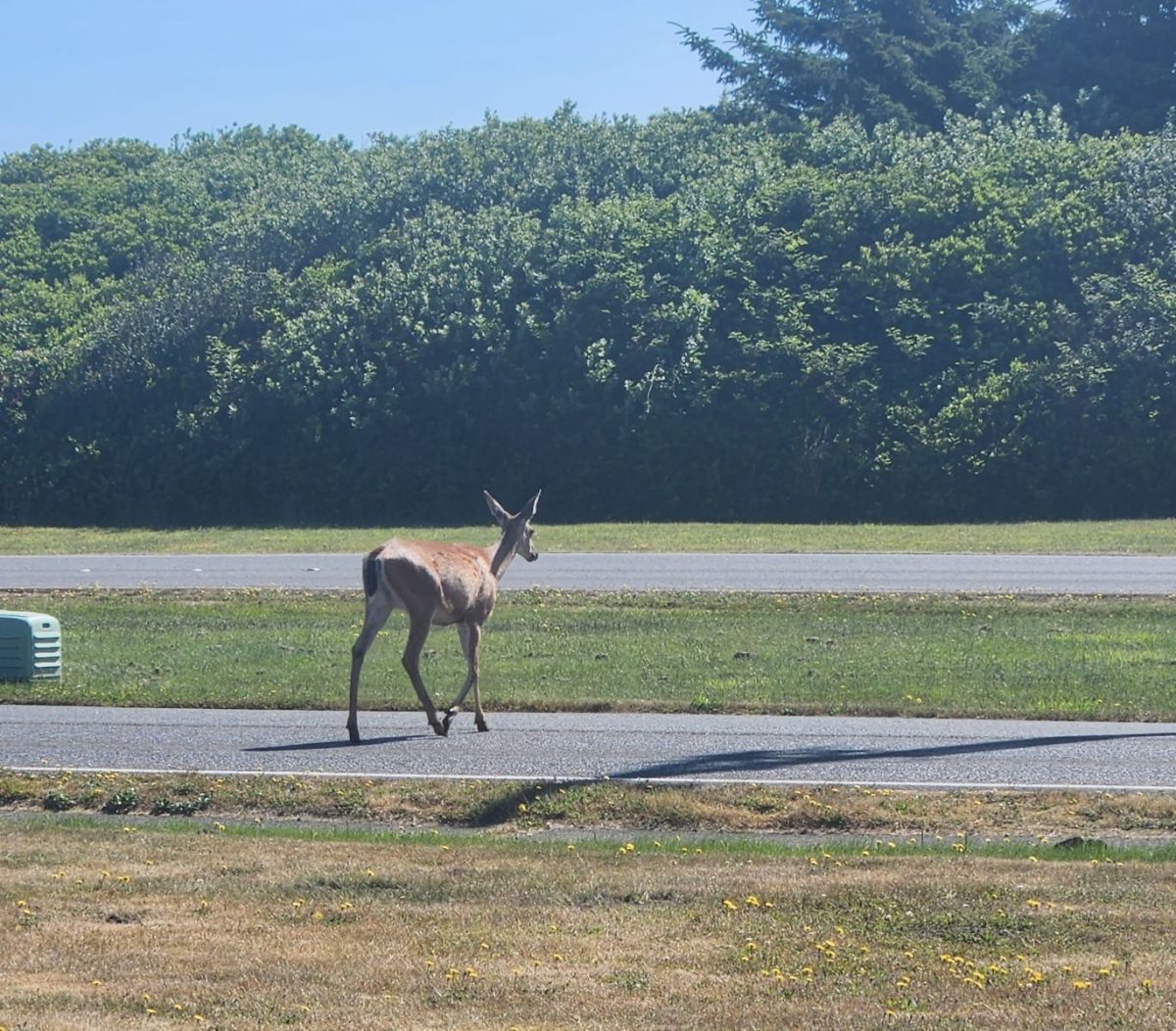 deer in ocean shores