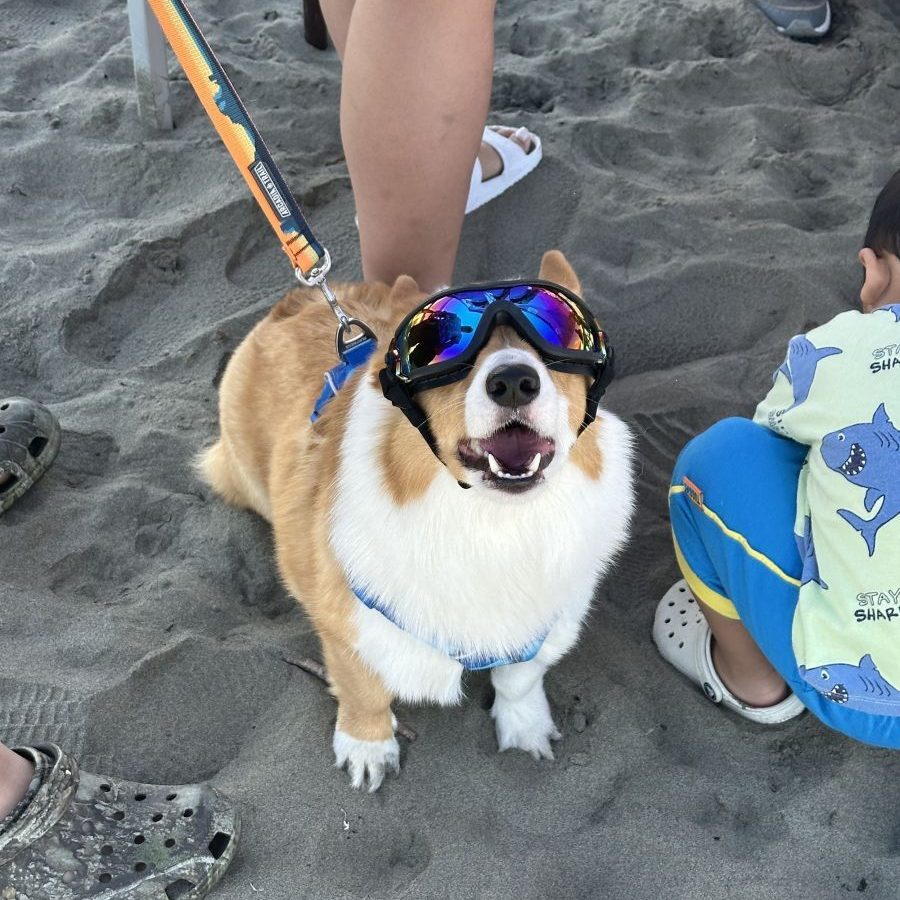 corgi beach party