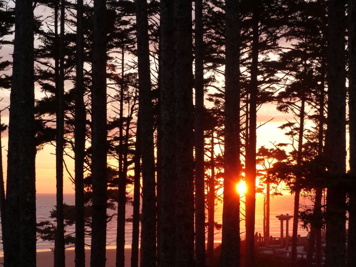 sunset behind trees and over ocean